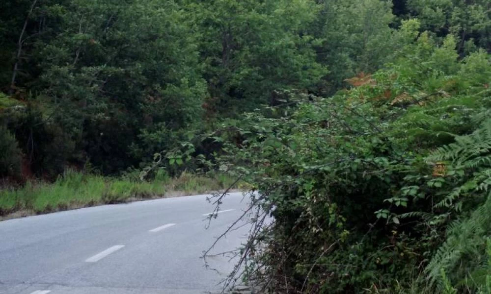 Μεσολόγγι: Έκρυβε τις 46 χασισοφυτείες του μέσα σε καλαμιές